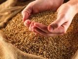 пшеница 1.jpg
